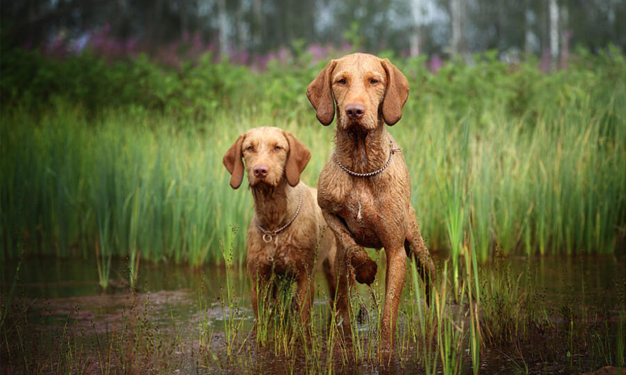 La SPA per il tuo cane: lavaggio SELF h24